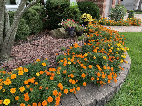 marigolds Best Strawberry Companion Plants