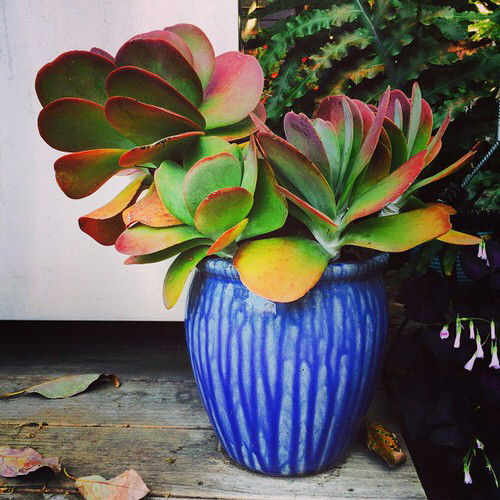 colorful paddle plant in pot 