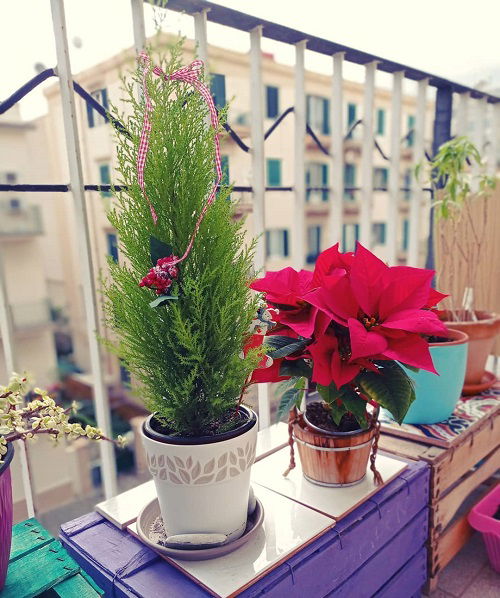 Poinsettia with Greens in balcony