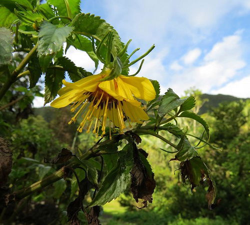 Cosmos flower Beggarticks Hawaiian Flower