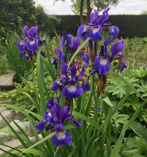 Dark Blue Flowers 11