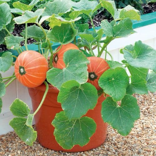 Growing Pumpkins In Containers