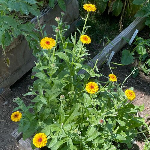 Flowers That Look Like Black-Eyed Susan 4