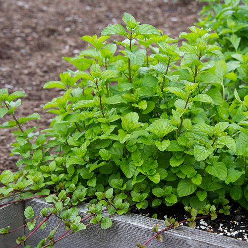 mint Best Strawberry Companion Plants