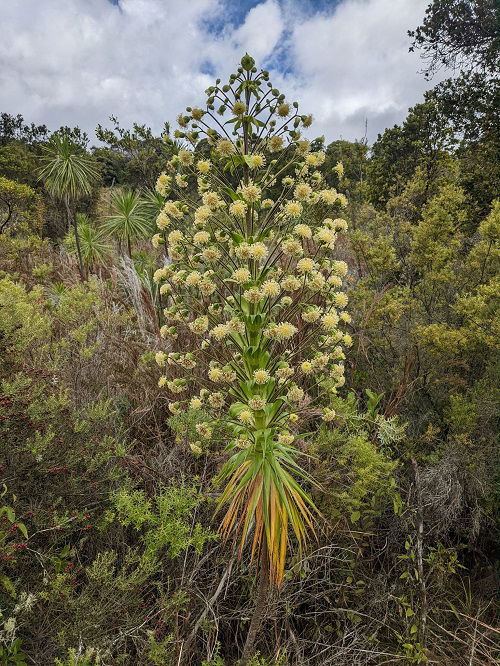 Hawaiian Iliau Hawaiian Flower