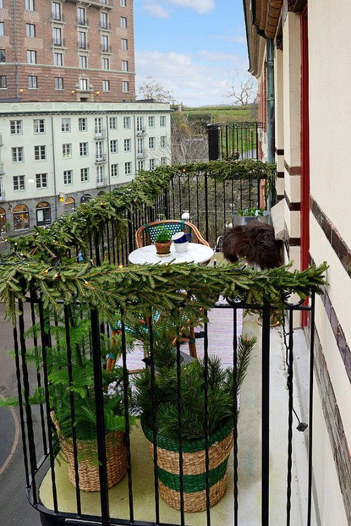 Christmas Plants in balcony