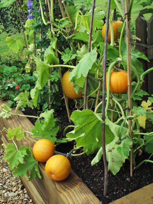 Best Pumpkin Varieties for Pots