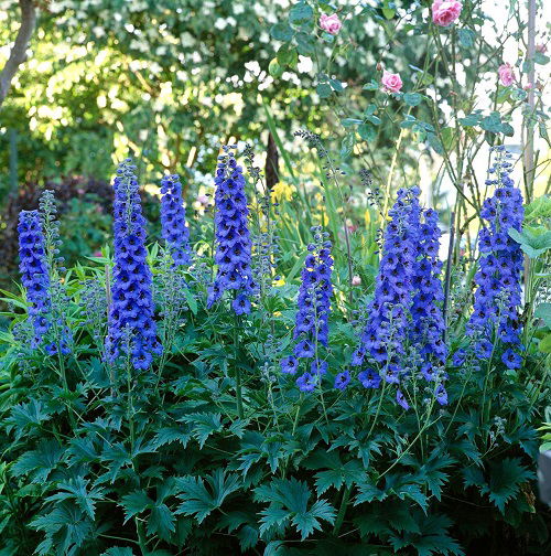 Beautiful Dark Blue Flowers