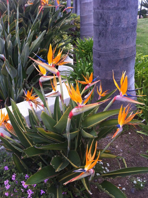 Birds of Paradise Hawaiian Flower