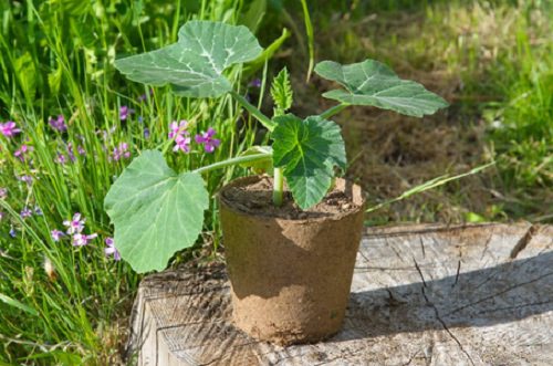 Requirements for Growing Pumpkins In Containers