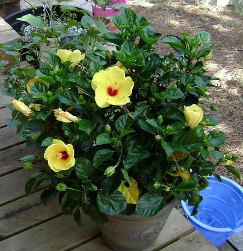 Hibiscus Hawaiian Flowers 