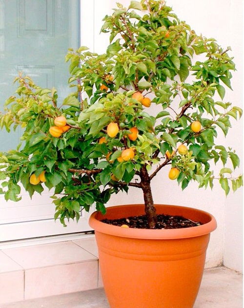 Fruits You Can Grow Indoors 3