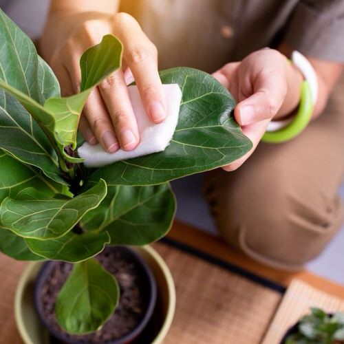 wiping plant leaves with wet cloth