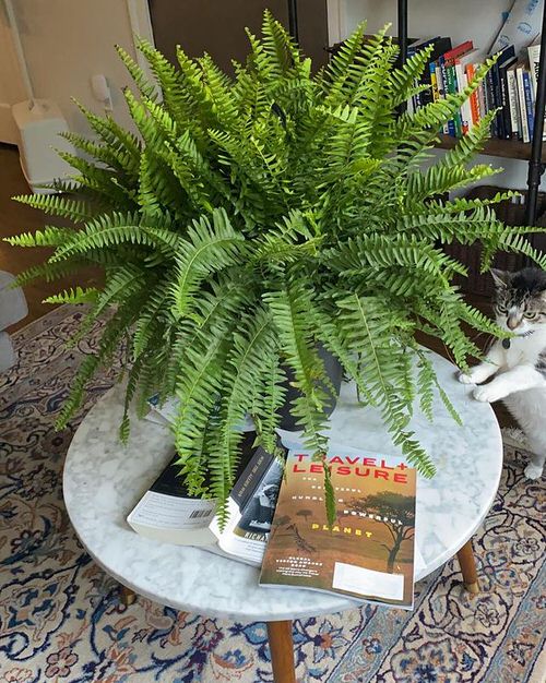 boston fern plant in pot