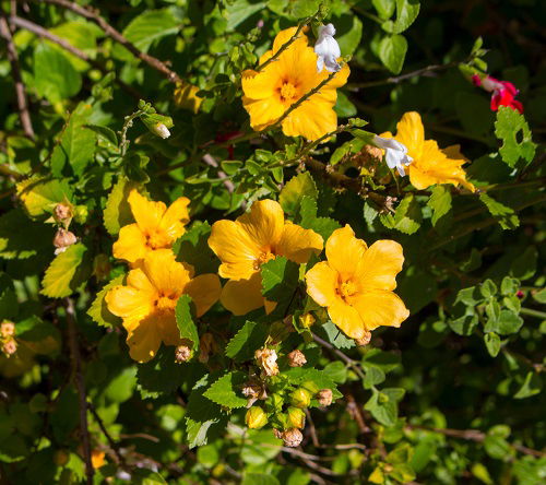 Ilima Hawaiian Flower