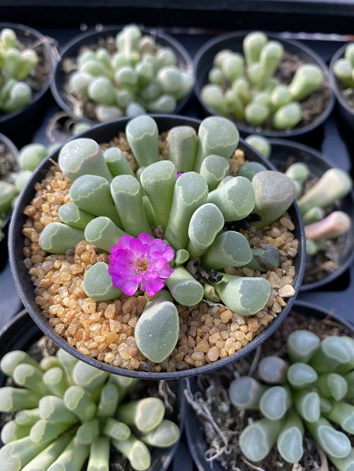 Crystal Clear Succulents in pot 98