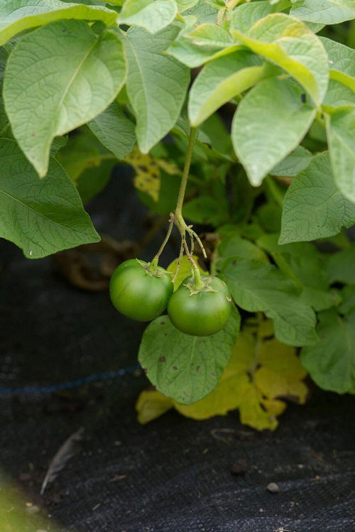 Fruits With a Tomato Appearance 3