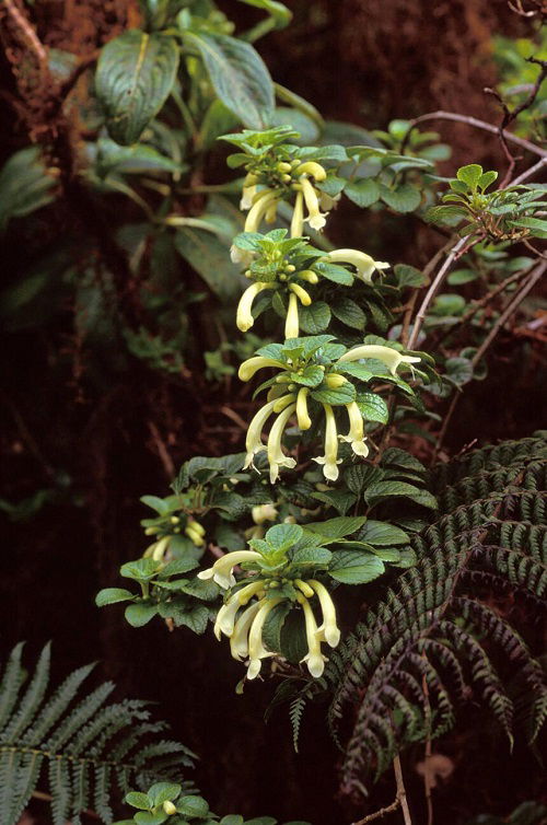 Ma’ohi’ohi Hawaiian Flower