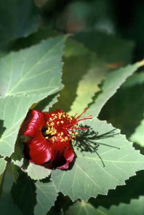 Koʻoloaʻula Hawaiian Flower