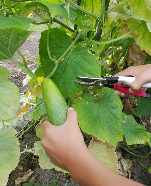 the Cucumber Plant prunning 