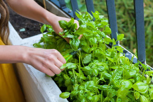 Harvesting Herbs