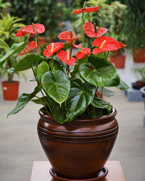 Anthurium Hawaiian Flower