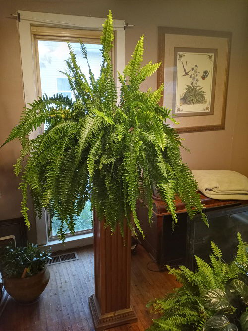 boston fern as a privacy plant for home