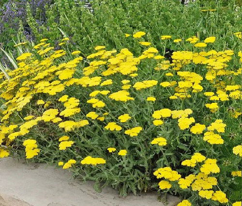 Achillea millefolium plant in garden