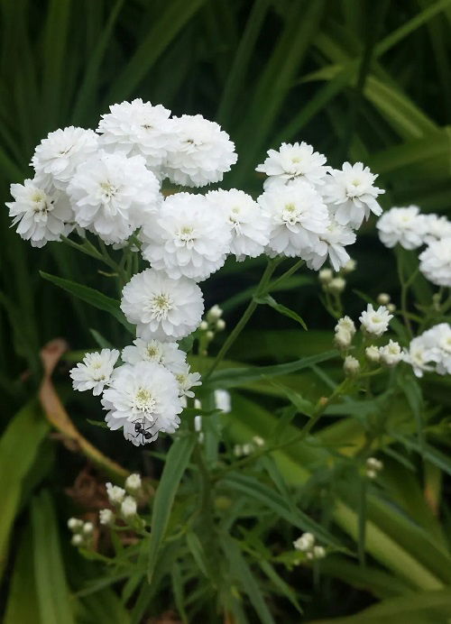 Sneezewort Plant With Bizarre Name