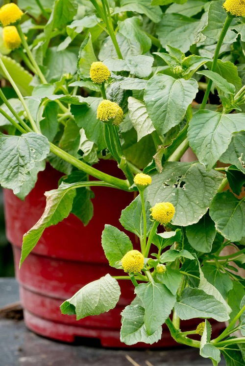 Toothache Plant With Bizarre Name