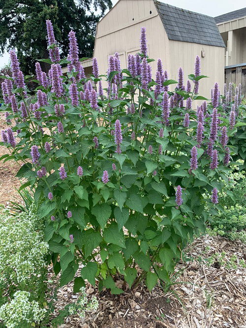 beautiful Bee Balm Companion Plants