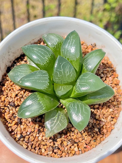 Fantastic Crystal Clear Succulents