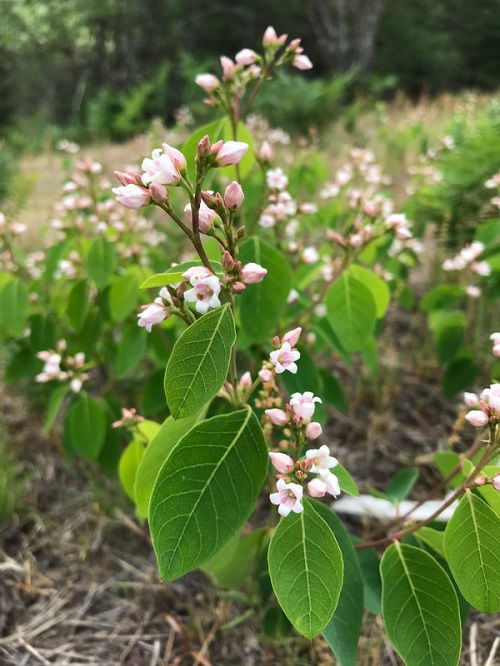 beautiful Gorgeous Pink-Flowered Weeds