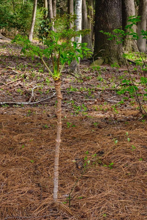 Devil's Walkingstick Plant With Bizarre Name