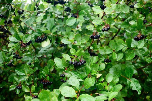 Aronia plant ,Pink Muhly Grass Companion Plants