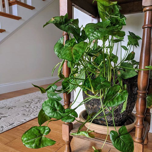 arrowhead plant in pot indoors