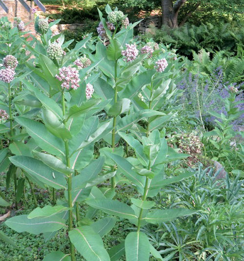 best Gorgeous Weeds with Pink Blossoms