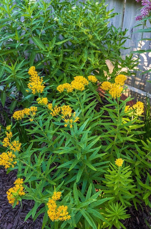 Milkweed is Bee Balm Companion Plants