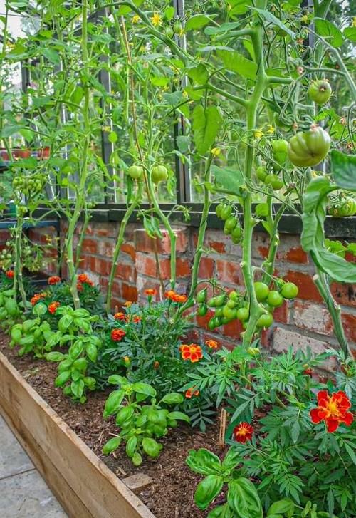 basil and tomato companion planting