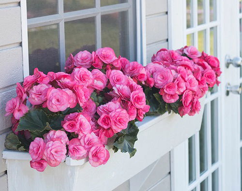 colourful Foliage Plants for Window Boxes