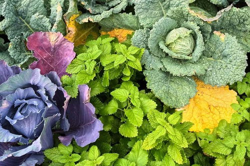 cabbage and mint companions in garden