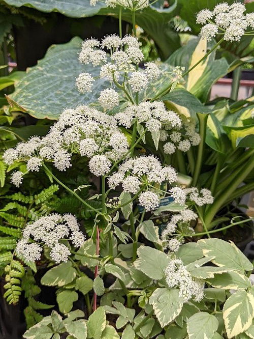 bishop's weed; Aegopodium podagraria variegated in garden