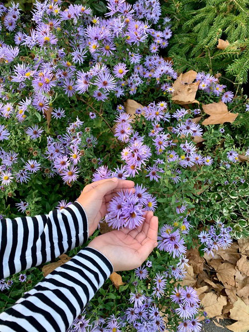 Blue Aster in garden