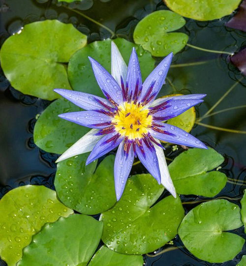 Blue Lotus Flower Meaning 