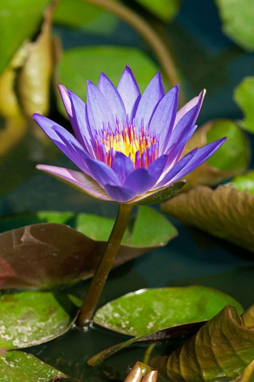 Egyptian blue Water Lily