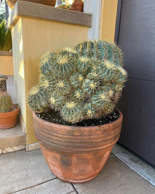 Cactus Needles to Dissolve