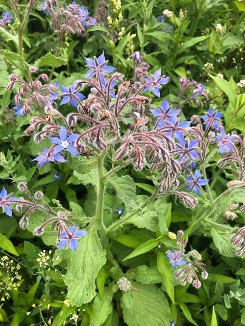 borage Best Strawberry Companion Plants