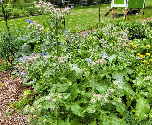 Borage With Vegetable 