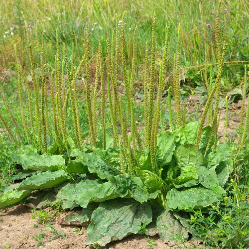 Broadleaf Plantain weed United States