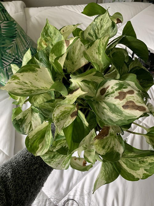 Pothos Brown Spots problem